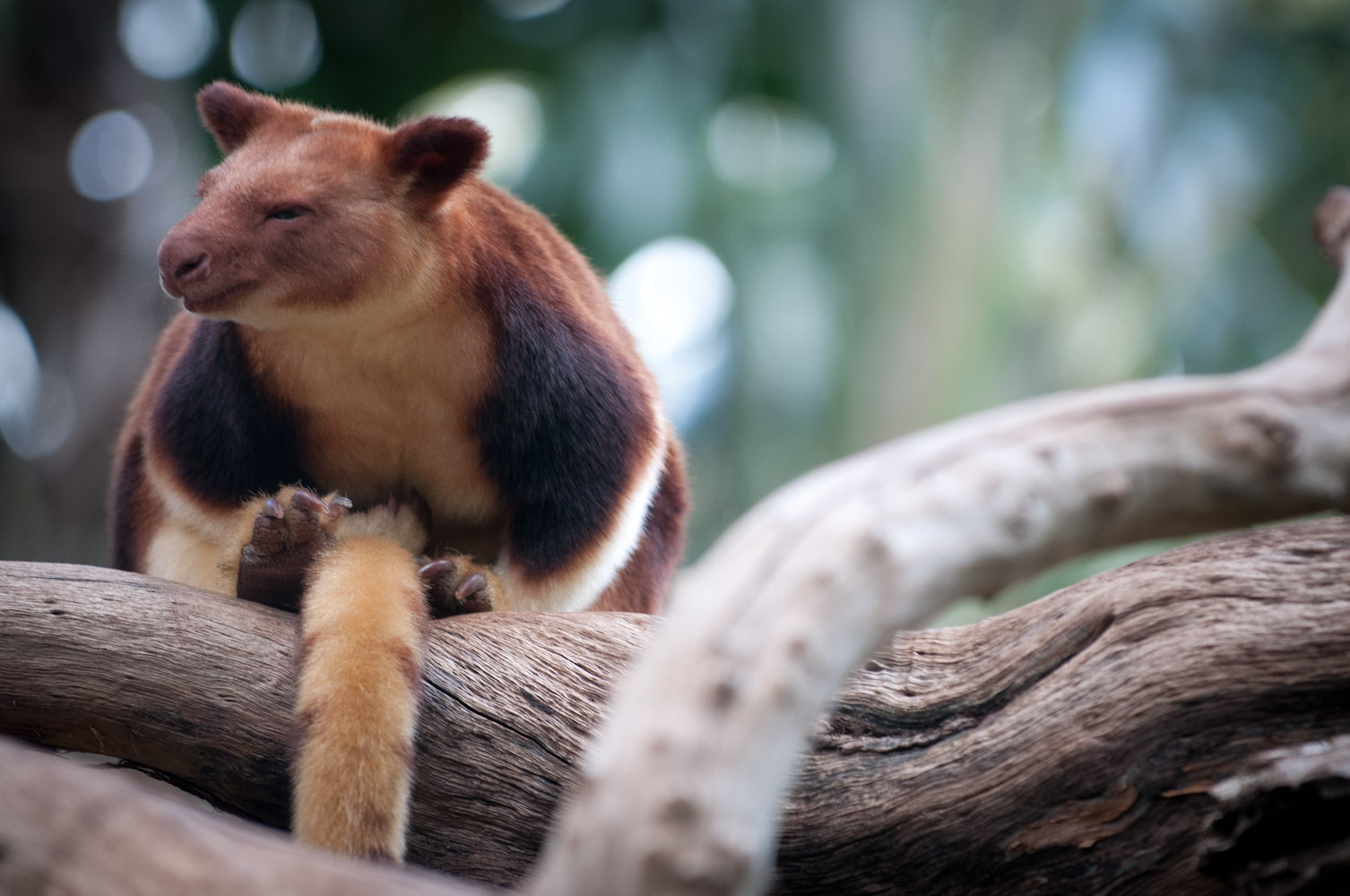 Tree Kangaroo at Perth Zoo, Western Australia Tom Thorpe Photography